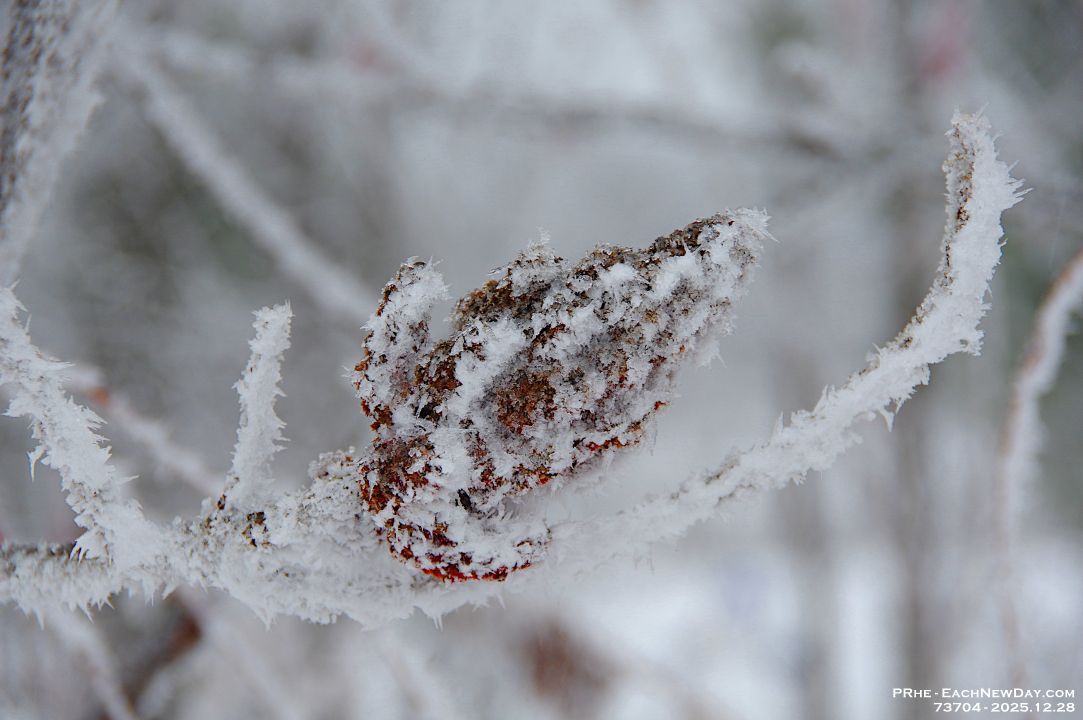 73704LeUsm - Enjoying the hoar frost and freezing rain